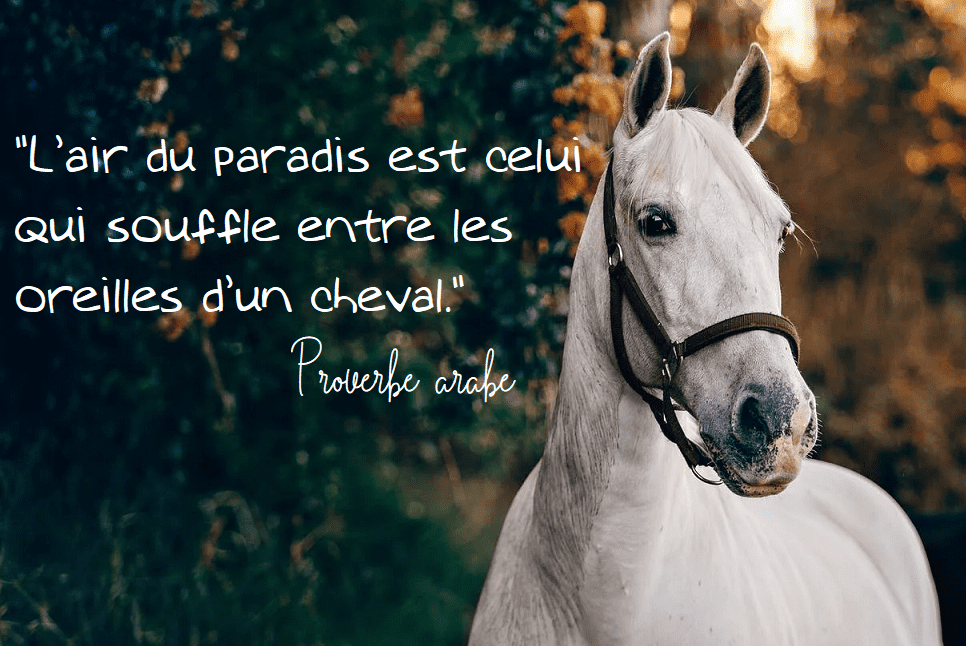 citation cheval paradis 