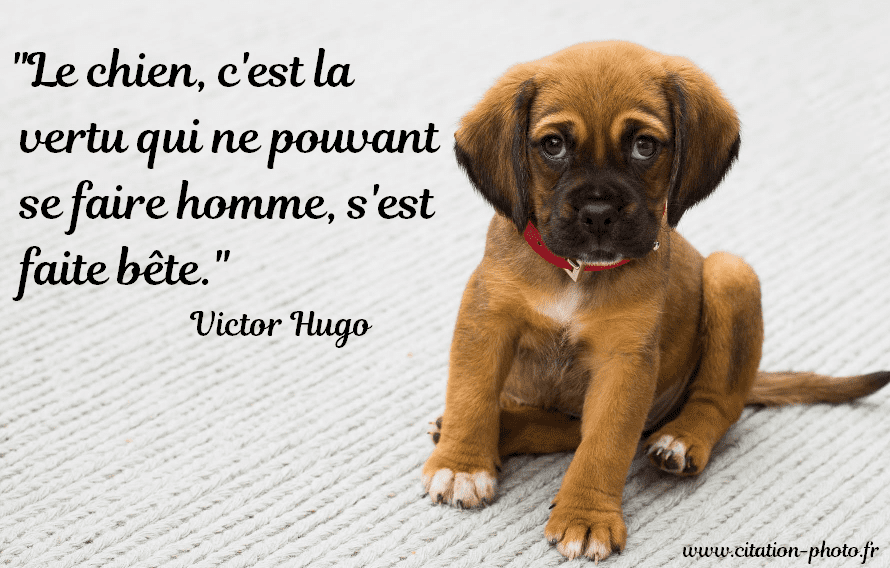 citation chien victor Hugo